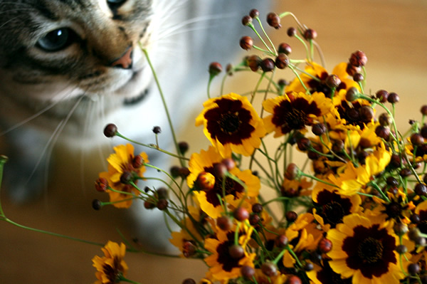 coreopsis_3S.jpg